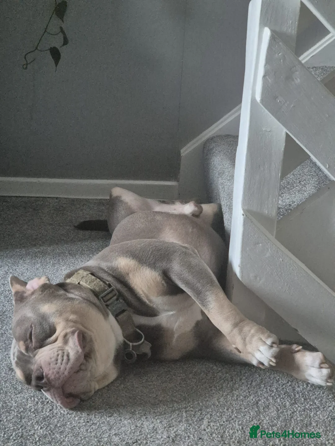 American Bully dogs for sale: Remy the pocket bully - Advert 2