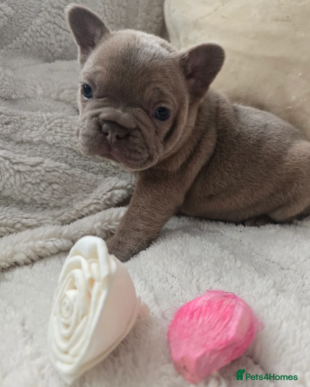French Bulldog dogs for sale: Fluffy Frenchie  - Advert 9