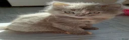 Mixed Breed cats for sale: Two beautiful kittens  - Advert 6