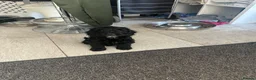 Cockapoo dogs for sale: Cockapoo puppies  - Advert 5