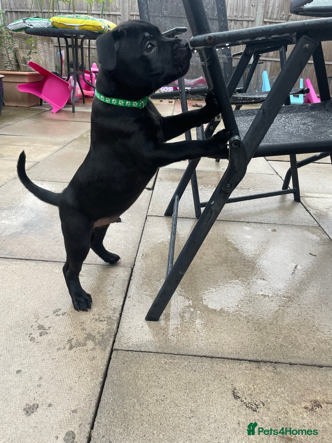 Staffordshire Bull Terrier dogs for sale: 1 boy Champion black Staffordshire puppy  - Image 9