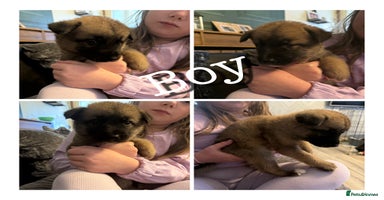 Mixed Breed dogs - Advert 4