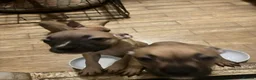 Mixed Breed dogs for sale: 3 10 week old pups  in London - Advert 2