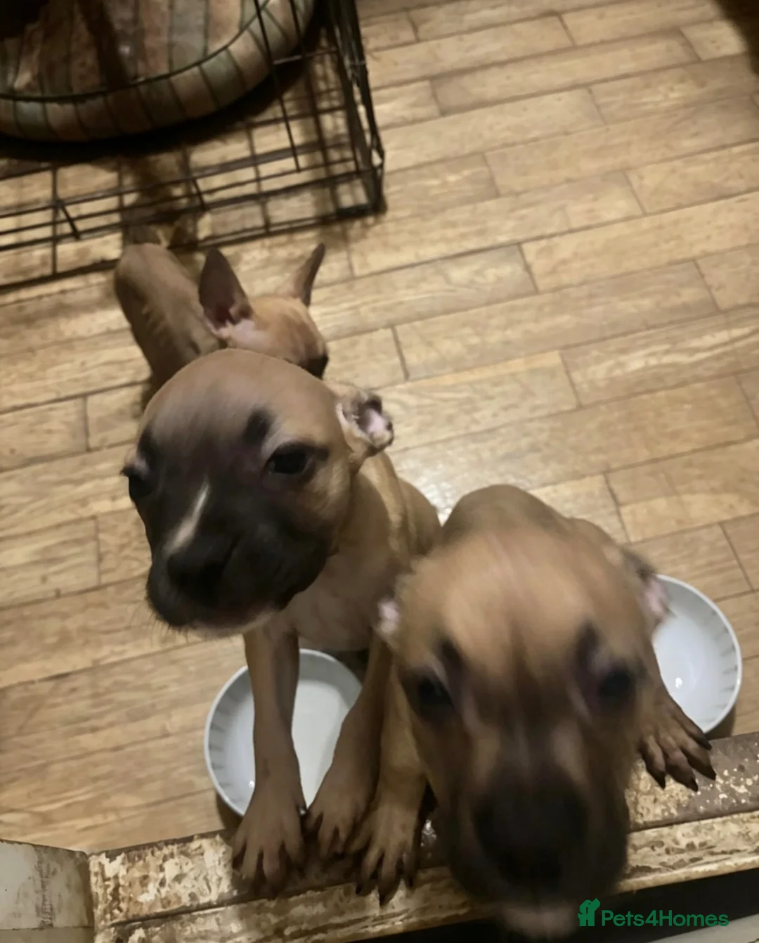 Mixed Breed dogs for sale: 3 10 week old pups  in London - Advert 2