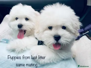 Coton De Tulear dogs KC reg Coton de Tulear parents DNA health tested - Advert 3