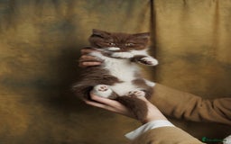 British Shorthair cats for sale: British Short and Long Hair  - Image 10