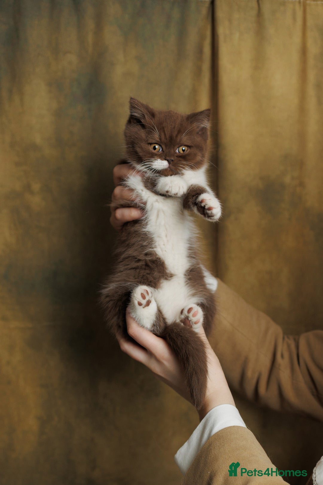 British Shorthair cats for sale: British Short and Long Hair  - Image 10