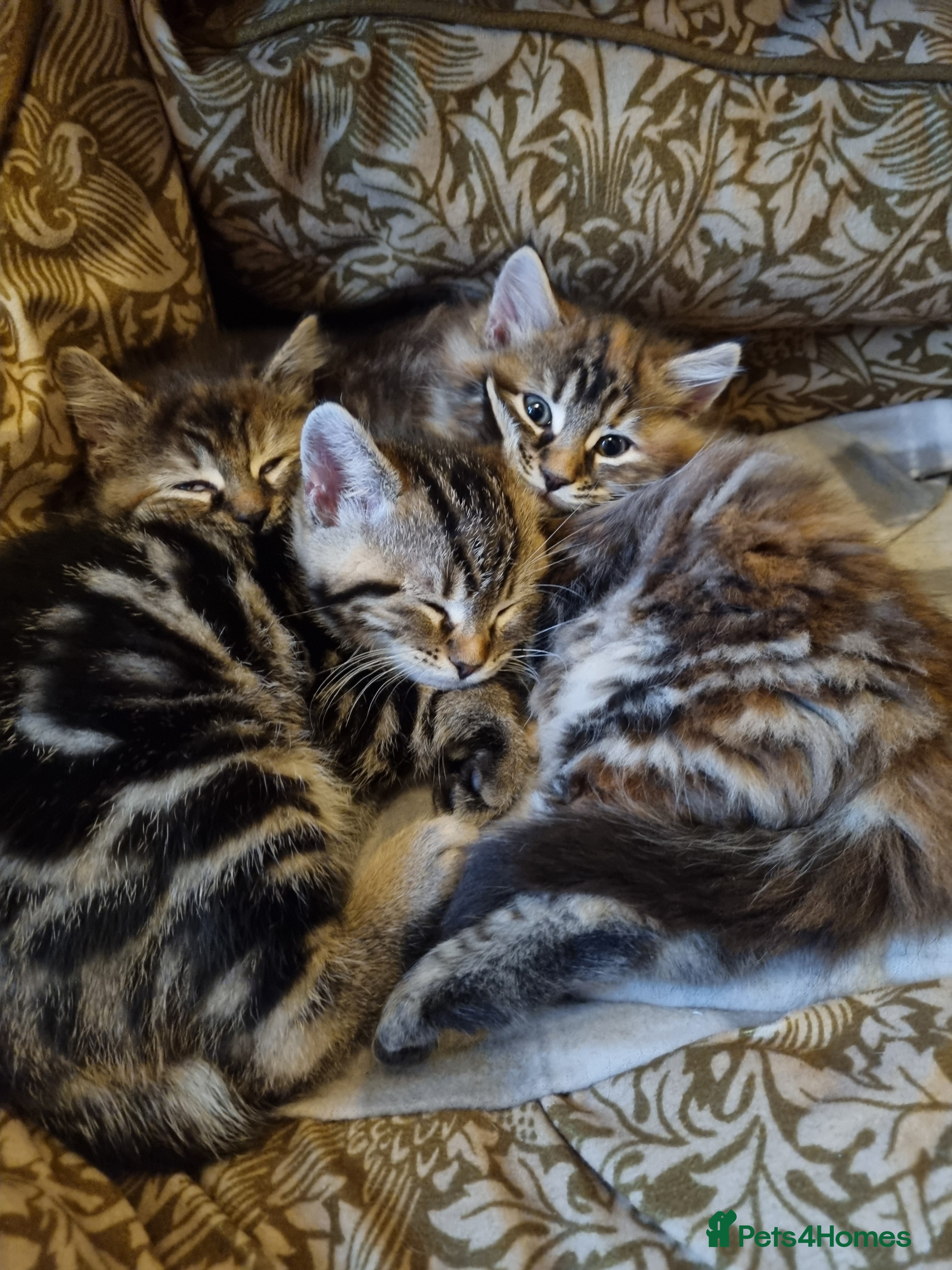 Maine Coon cats Gorgeous Maine Coon Cross BSH Kittens for Sale - Advert 1