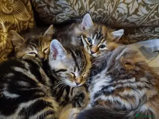 Maine Coon cats Gorgeous Maine Coon Cross BSH Kittens for Sale - Advert 1