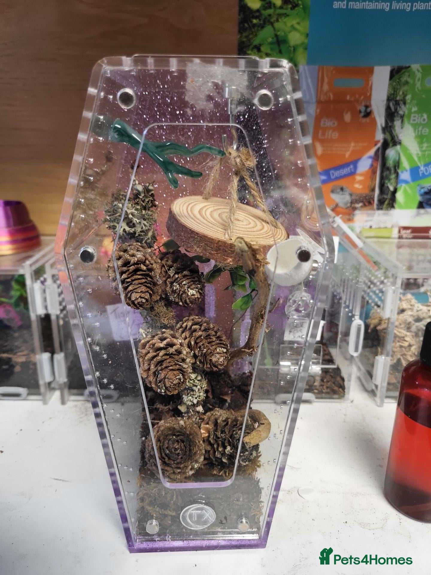 Mixed Breed invertebrates Wicked Exotics Spiders Mantis and Tarantulas  - Advert 1