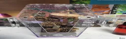 Mixed Breed invertebrates for sale: Wicked Exotics Spiders Mantis and Tarantulas  - Advert 1