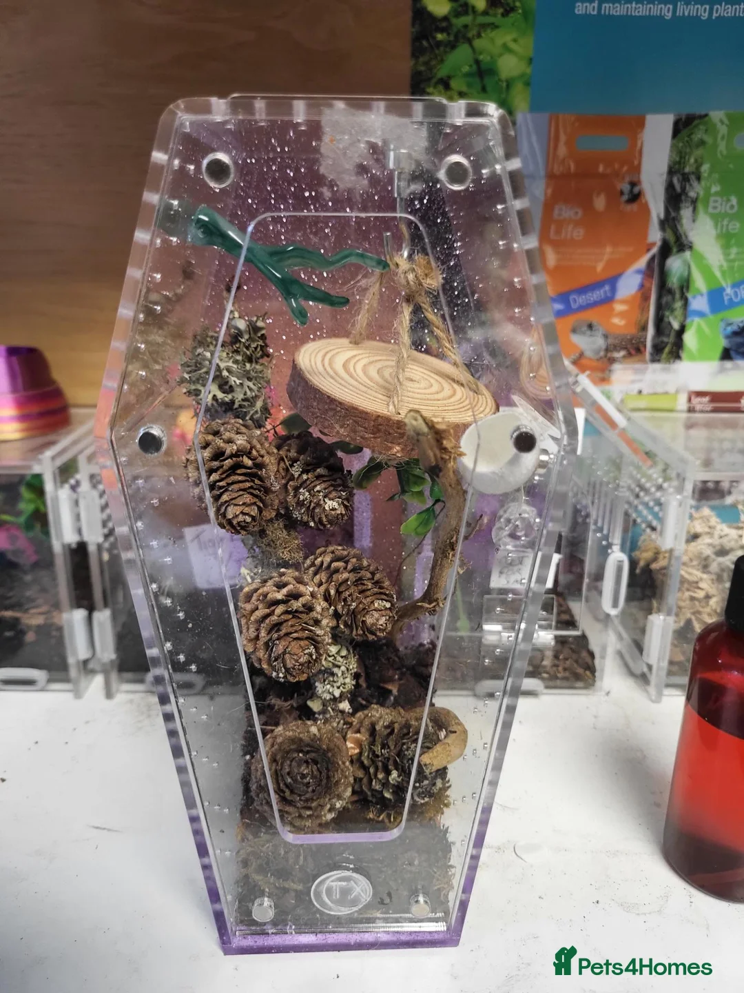 Mixed Breed invertebrates for sale: Wicked Exotics Spiders Mantis and Tarantulas  - Advert 1