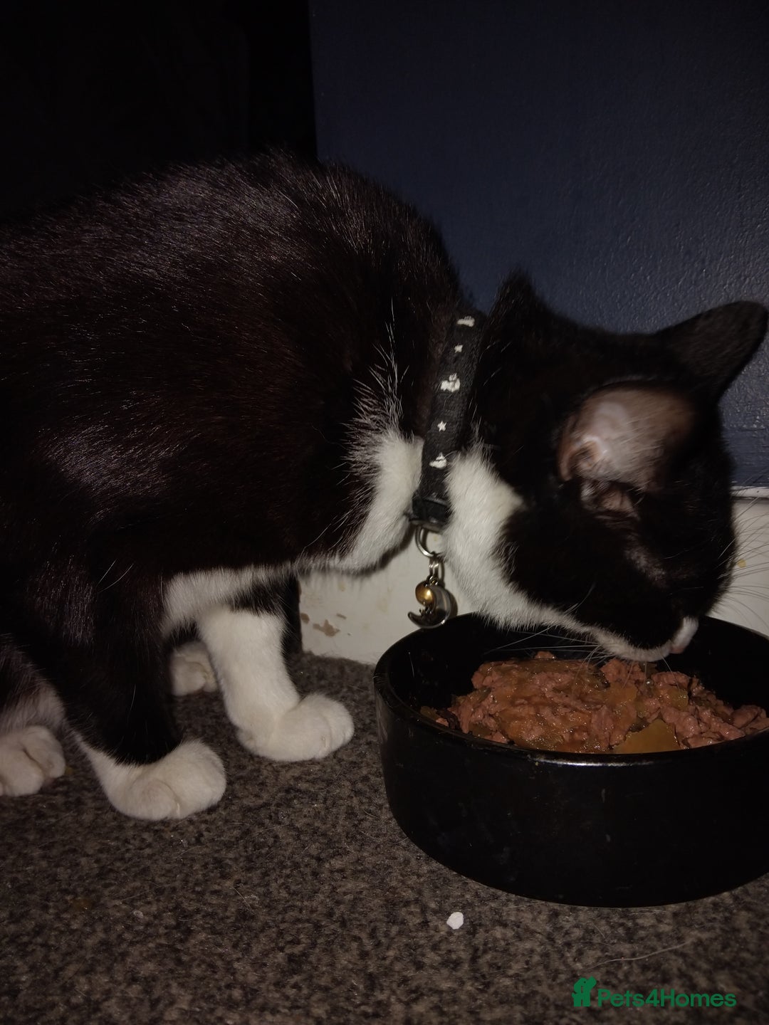 Mixed Breed cats for sale: Female Felix cat looking for new home 😸  - Image 2