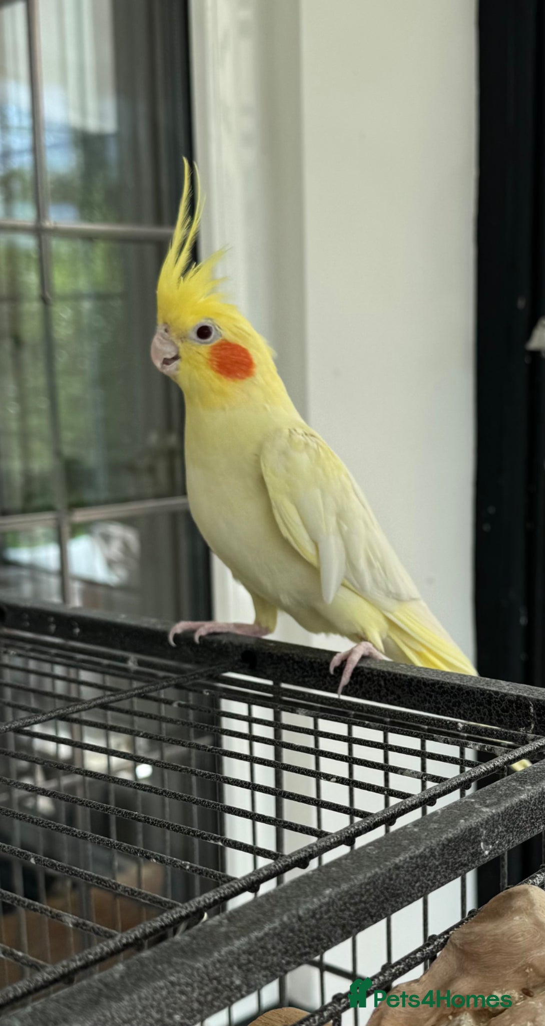 Cockatiels birds Yellow cockatiel for sale, 6 years old, male - Advert 4