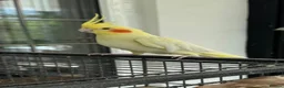 Cockatiels birds for sale: Yellow cockatiel for sale, 6 years old, male - Advert 1