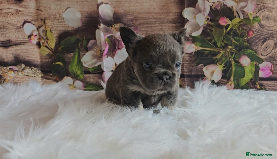 French Bulldog dogs for sale: Welcome to the Fluffy Crew 🥰 - Advert 24
