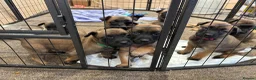 Belgian Shepherd Dog dogs for sale: belgian malinois Puppies - Advert 2