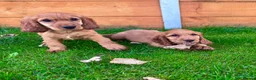 Cocker Spaniel dogs for sale: Golden Show CockerSpaniel Babies 🐾🐾🐾 - Advert 9