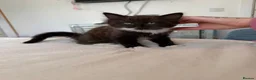 Mixed Breed cats for sale: Kittens  - Advert 10