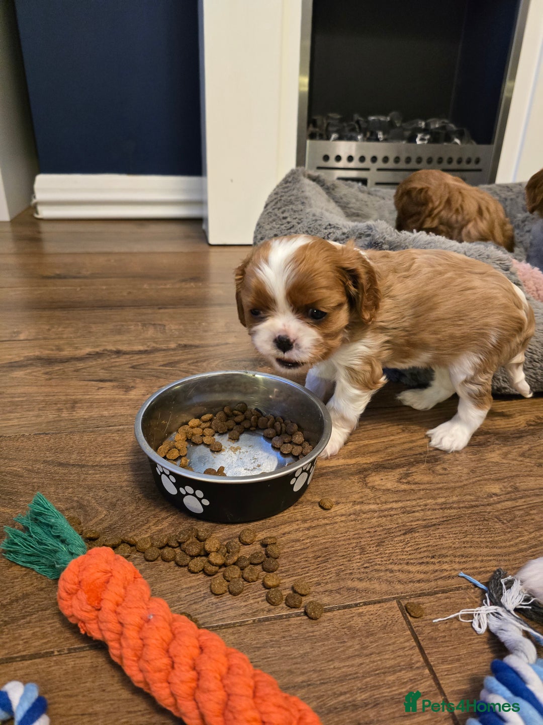 Cavalier King Charles Spaniel dogs for sale: Beautiful KC Registered. Health Tested Parents. - Advert 14