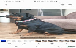 Rottweiler dogs for sale: Kc reg full German champion rottweiler puppies   - Image 31