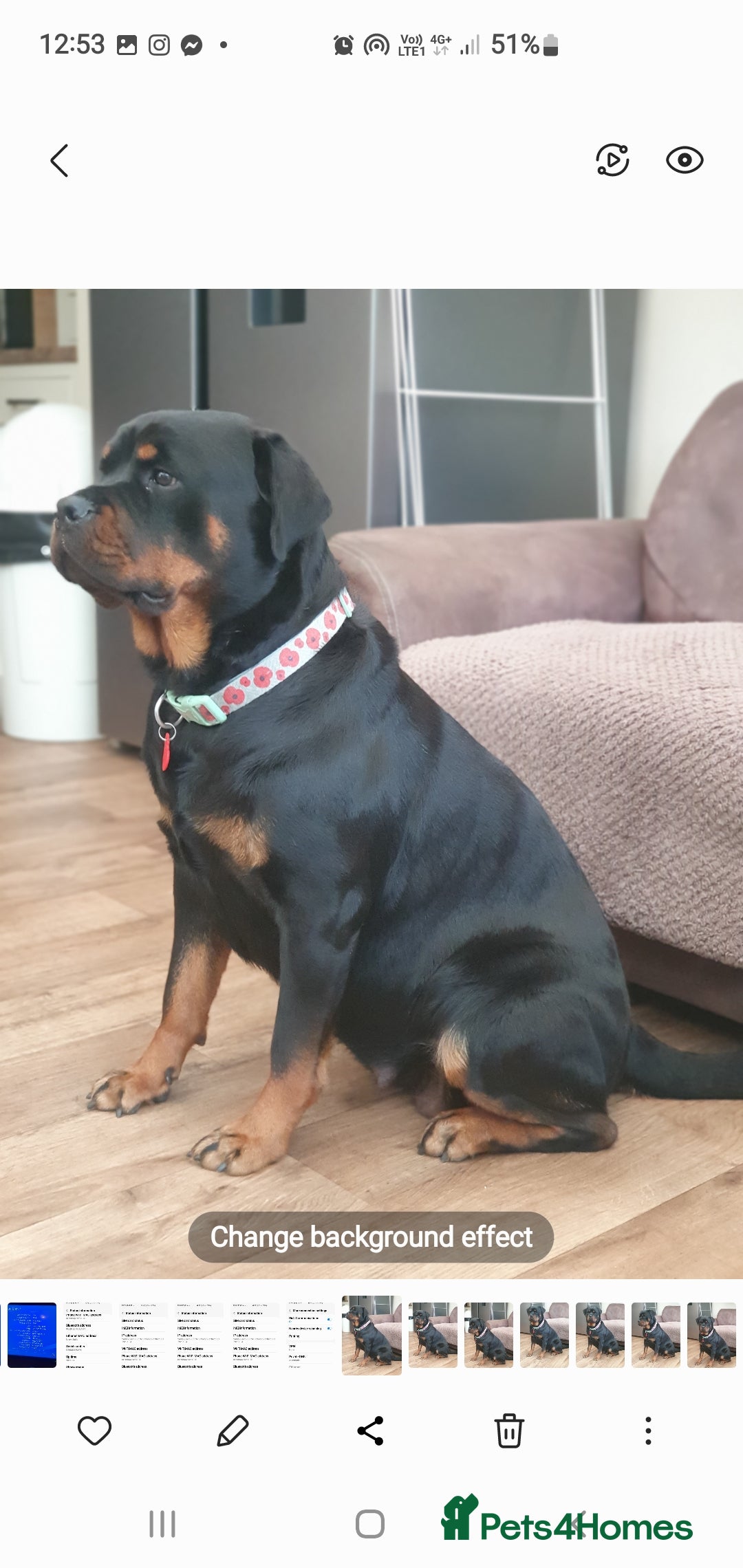 Rottweiler dogs for sale: Kc reg full German champion rottweiler puppies   - Image 31