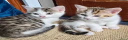 Mixed Breed cats for sale: OFFER! Beautiful playful kittens  - Advert 9