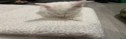 Mixed Breed cats for sale: White mixed breed - Advert 5