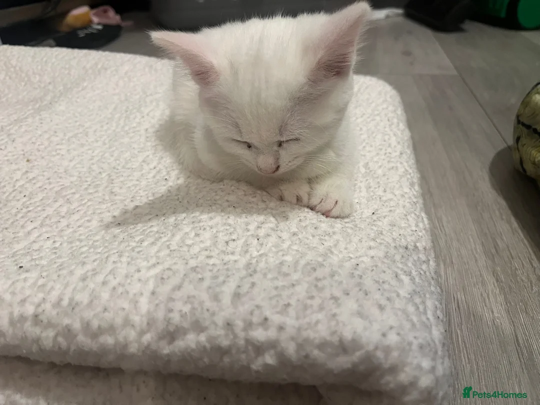 Mixed Breed cats for sale: White mixed breed - Advert 5