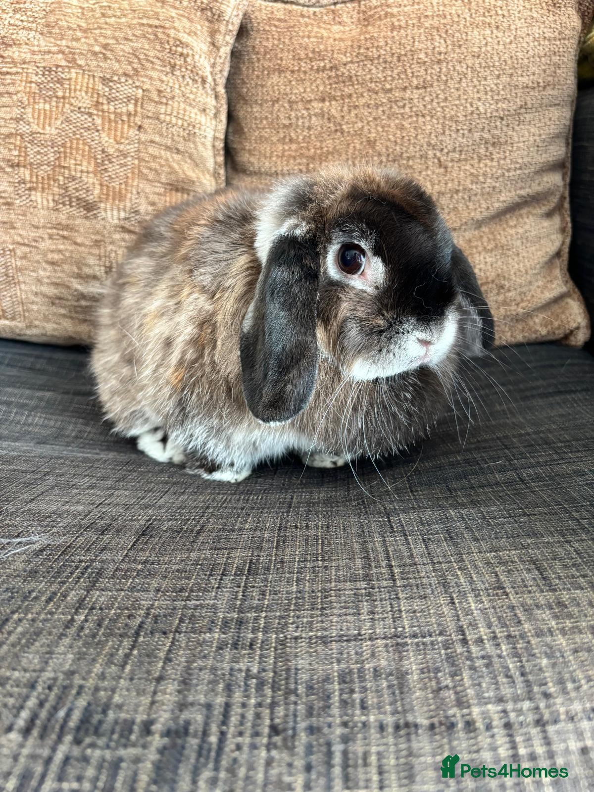 Mini Lop rabbits 2 mini lops for sale  - Advert 1