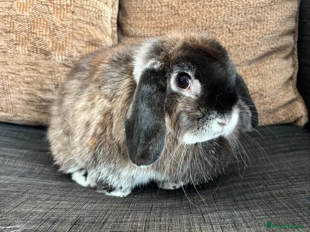 Mini Lop rabbits for sale: 2 mini lops for sale - Advert 1