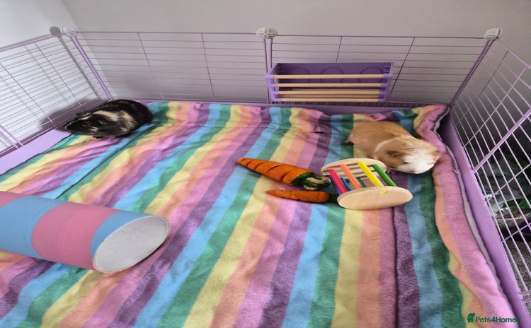 Guinea Pig rodents - Advert 1