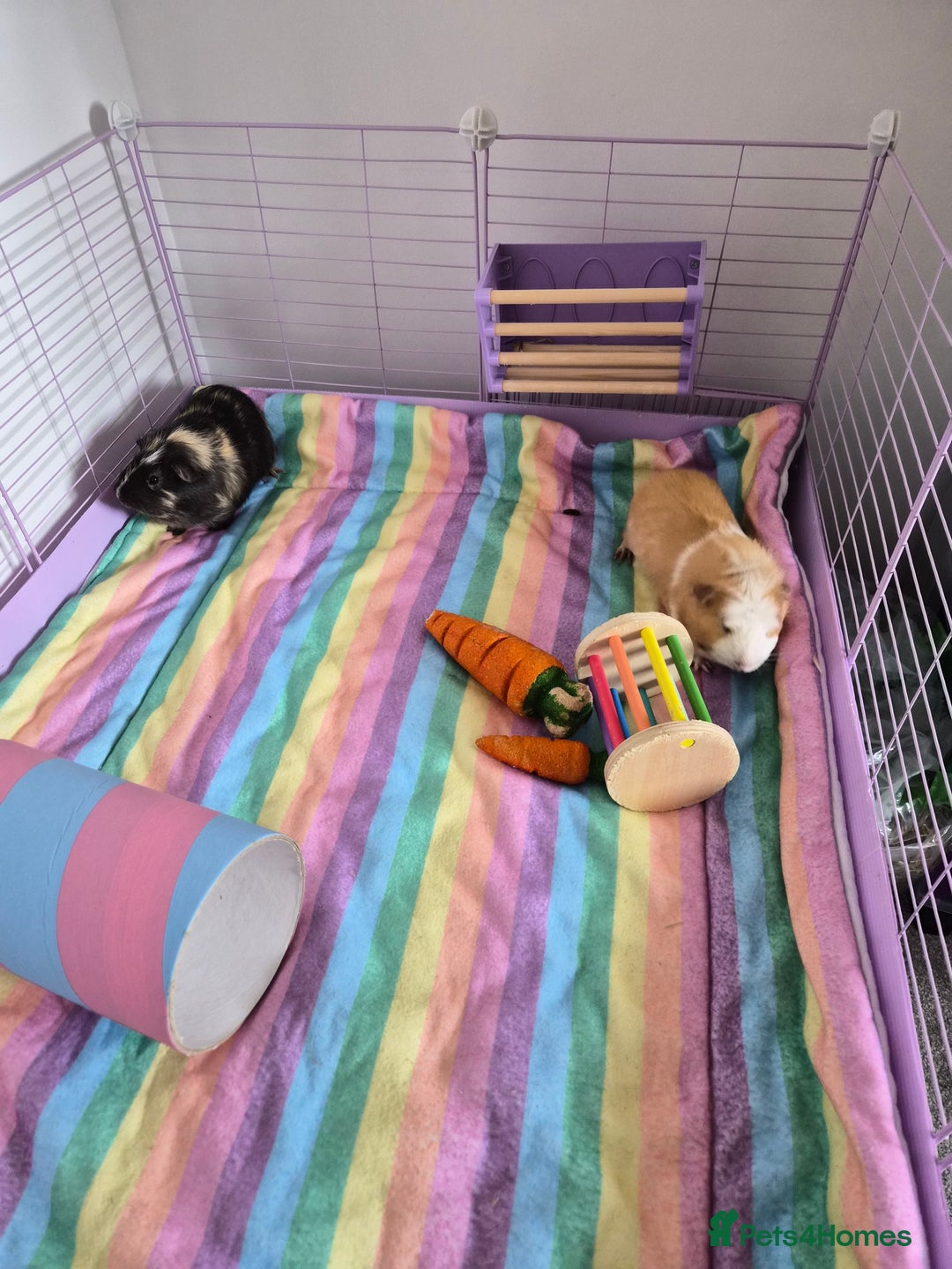 Guinea Pig rodents for sale: Two Male Guinea Pigs - Image 1