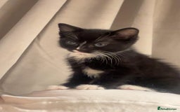 Domestic Shorthair cats for sale: black and white male  - Image 1