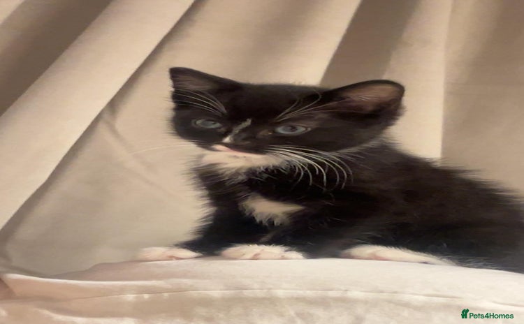 Domestic Shorthair cats - Advert 7