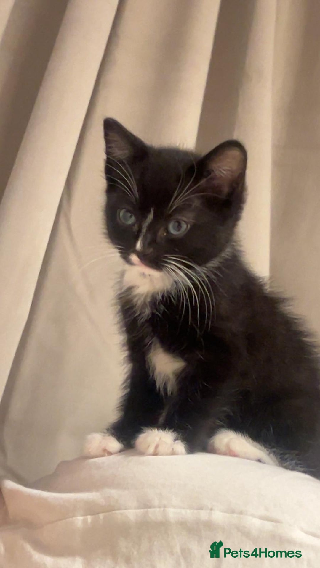 Domestic Shorthair cats for sale: black and white male  - Image 1