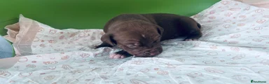 American Bully 5