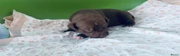 American Bully dogs for sale: Standard American Bully  - Advert 8