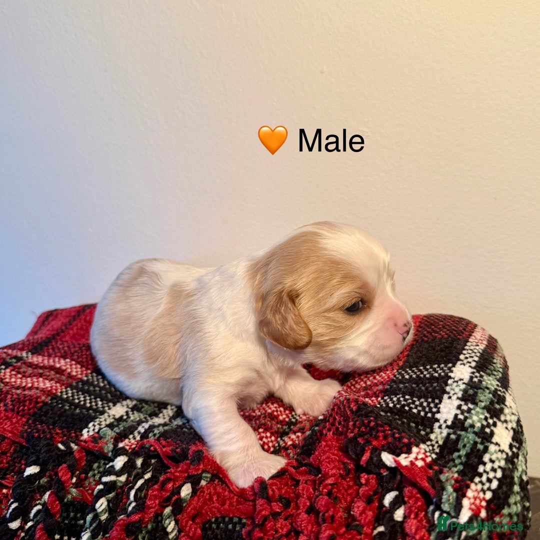 Cavapoochon dogs for sale: ✨Ruby & Blenheim Cavapoochons ❤️🐾 - Image 4