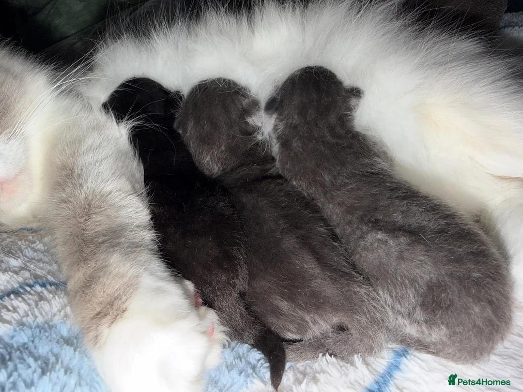 Ragdoll cats for sale: Ragdoll / maincoon  in Birmingham - Advert 7
