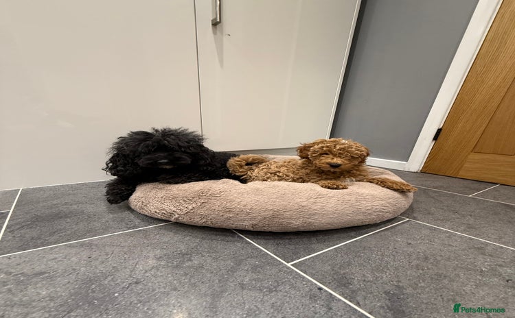 Miniature Poodle dogs - Advert 14