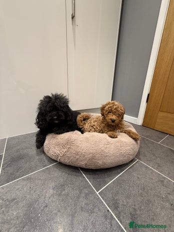 Miniature Poodle dogs - Advert 4