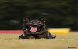 German Shepherd dogs for sale: 🧬Working Line German Shepherds, Full HealthTested - Image 4
