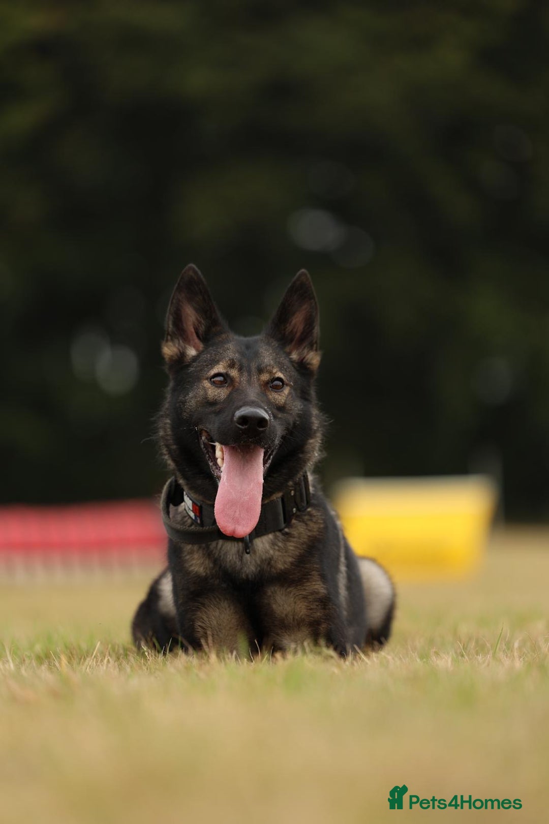 German Shepherd dogs for sale: 🧬Working Line German Shepherds, Full HealthTested - Image 4