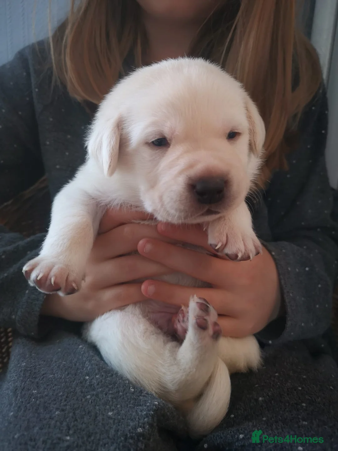 Labrador Retriever dogs for stud: Purple Genie (Duke)  Well proven stud in West Bromwich - Advert 17