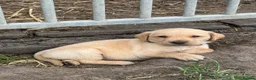 Labrador Retriever dogs for sale: Excellent KC reg-health checked home bred line in Lancaster - Advert 8