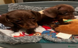 Miniature Dachshund dogs for sale: 1 girl & 3 boys ready Now Mini Dachshunds  - Image 6
