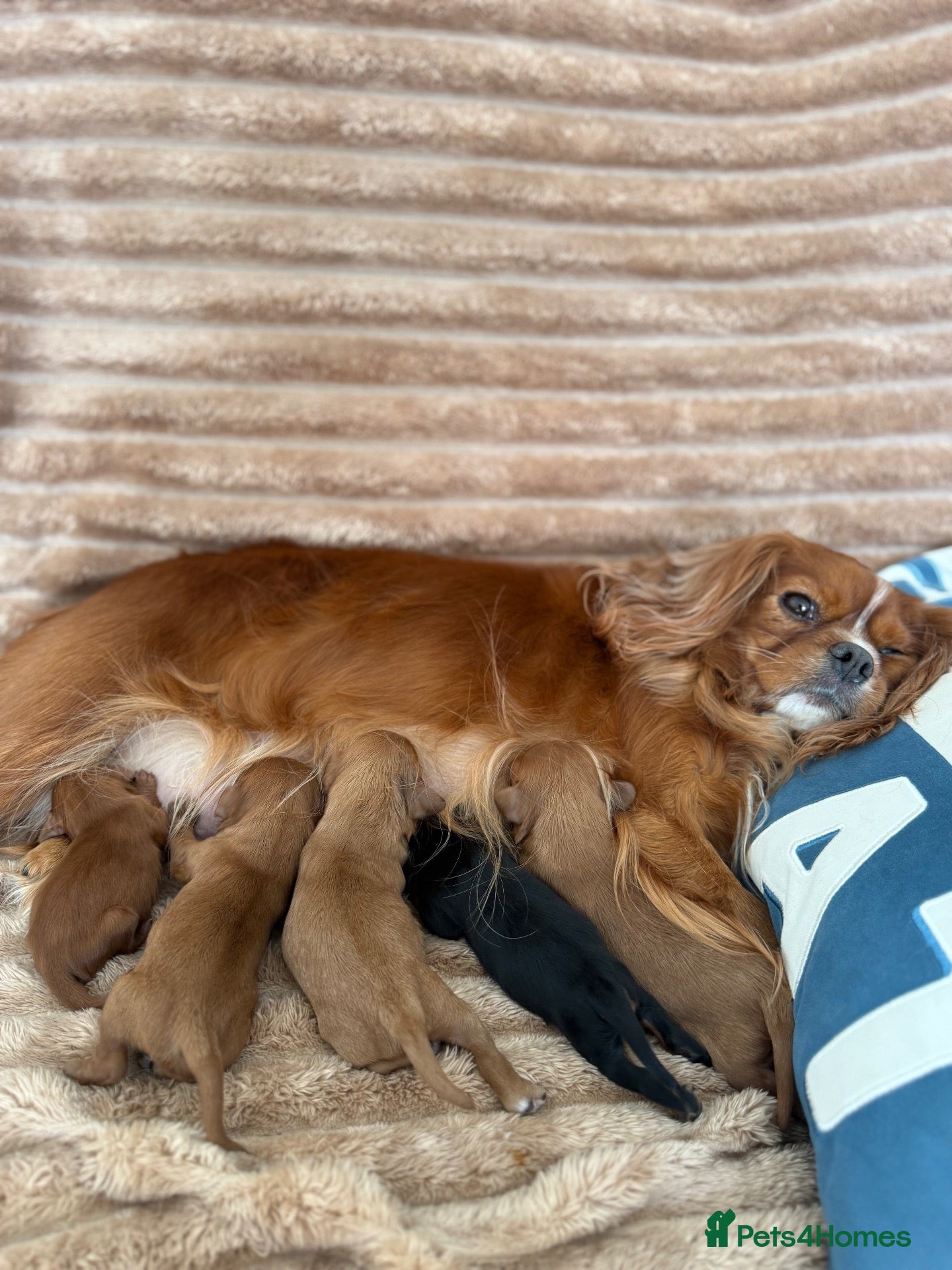 Cavalier King Charles Spaniel dogs Stunning cavalier King Charles spaniel puppies - Advert 1