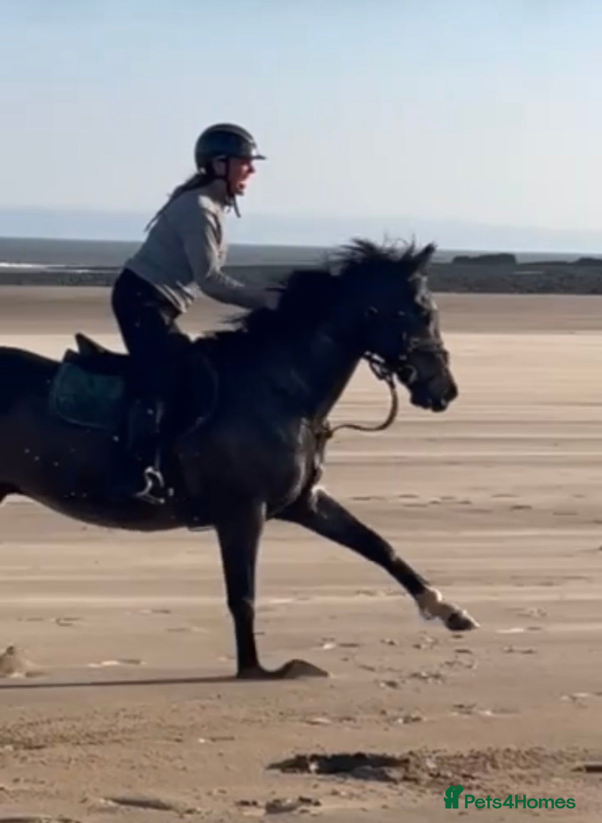 Irish Thoroughbred horses King 15.3hh aged 15 - Advert 1