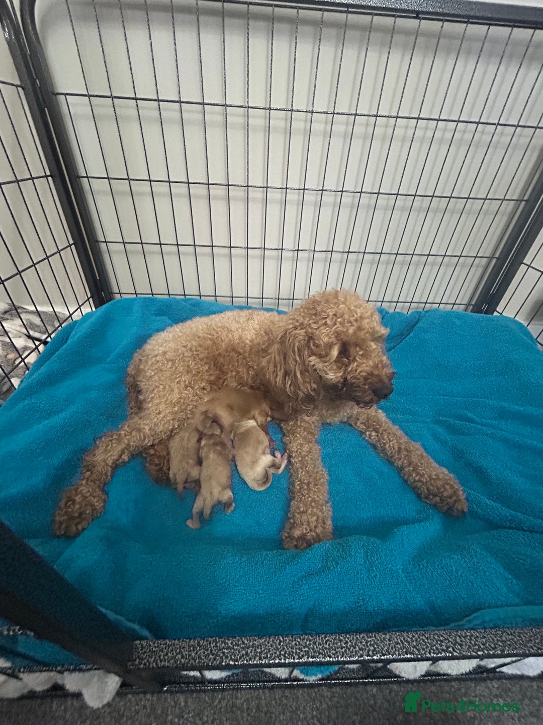 Cockapoo dogs for sale: Beautiful litter of tiny chunky Cockapoo puppies  - Image 22